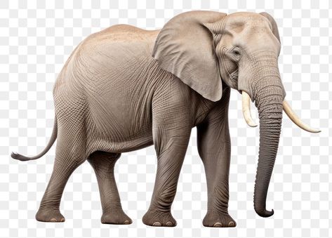 Elephant Side View, Forest Elephant, African Forest, Elephant African, Elephant Png, African Forest Elephant, Animal Body Parts, Girls Cartoon, African Elephant