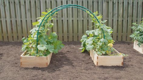 Pumpkin Trellis, Squash Trellis, Pvc Garden, Vertical Vegetable Gardens, Vegetable Garden Beds, Cucumber Trellis, Raised Vegetable Gardens, Diy Garden Trellis, Vertical Vegetable Garden