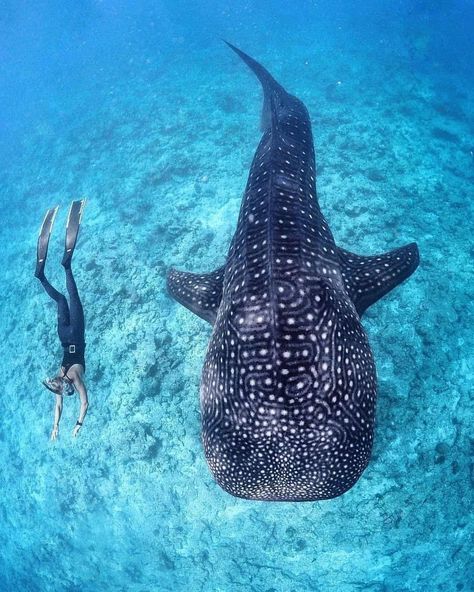 Happy international Whaleshark day everyone 🐋 looking at these magnificent beings will never get old. • credit to @thisispontus •… Swimming With Whale Sharks, Whale Sharks, Underwater Creatures, Underwater Photos, A Whale, The Whale, Shark Week, Whale Shark, Marine Animals