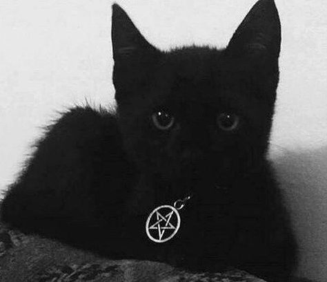 Winter Hipster, Black Cat Aesthetic, A Black Cat, Gothic Aesthetic, Sanya, Goth Aesthetic, Cat Aesthetic, Animal Jokes, Pretty Cats