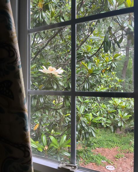 Magnolia blooming outside my window. #mandalinegardens Outside My Window, Creative Business Owner, Creative Business, Magnolia, Behind The Scenes, The Outsiders, On Instagram, Instagram