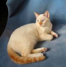 Flame Point Siamese, Flame Point, Siamese Kittens, Cat Pose, Russian Blue, Cat Care, Warrior Cats, Siamese Cats, Cats Meow