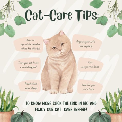 Is your cat giving you the stink eye? Maybe they're trying to tell you something! Comment ‘FREE’ to get the link to download cat care tips to decode your feline friend's mood and keep them purrfectly happy! #catcare #catsofinstagram #meow #happycathappypet Healthy Cat, Cat Care Tips, New Cat, Cat Parenting, Cat S, Cat Training, Cat Behavior, Ragdoll Cat, Cat Pet