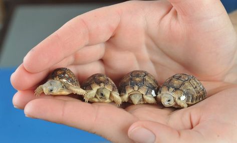 TINY TURTLES! #cuteanimals Baby Tortoise, Tortoise Turtle, Tiny Turtle, Turtle Love, Baby Turtles, Cute Creatures, Sweet Animals, The Palm, Zoo Animals