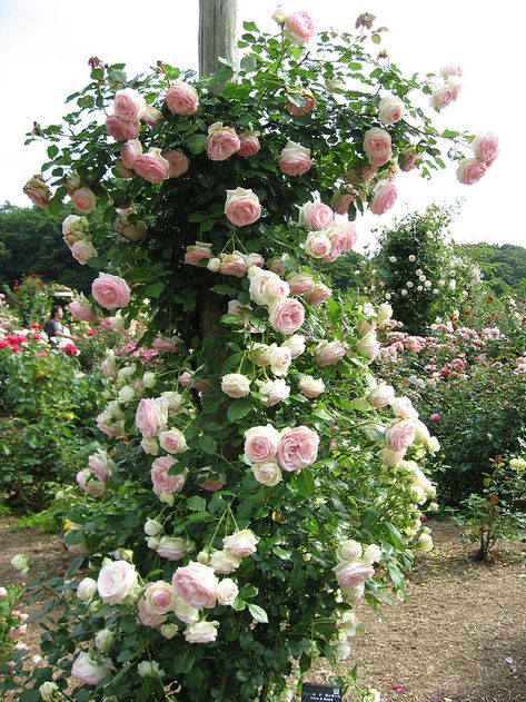 Purple Climbing Roses, White Climbing Roses, Eden Rose, Rose Garden Design, Garden Obelisk, Climbing Rose, Climbing Roses, English Roses, Climbing Plants