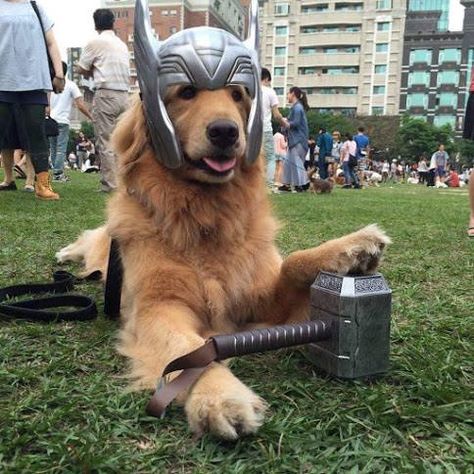 PetsLady's Pick: Funny Thor Dog Of The Day ... see more at PetsLady.com ... The FUN site for Animal Lovers Big Dog Halloween Costumes, Golden Retriever Halloween Costume, Golden Retriever Costume, Loki Dog, Cute Dog Halloween Costumes, Golden Retriever Halloween, Perros Golden Retriever, Wolfhound Dog, Avengers Costumes