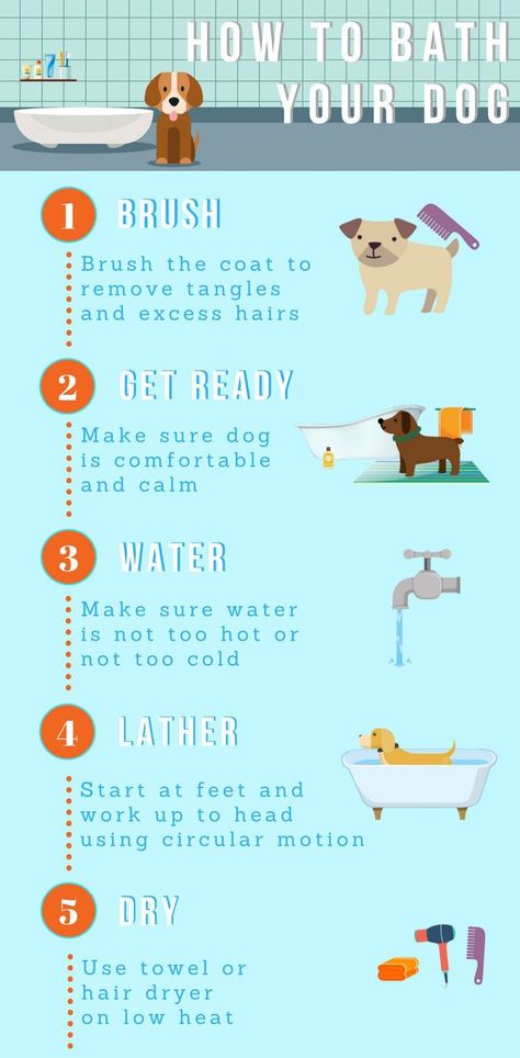 How To Give A Puppy A Bath, Dog Hygiene Schedule, Dog Hygiene Routine, How To Give Your Dog A Spa Day, Dog Bath Essentials, How To Give Your Dog A Bath, Washing Dogs Tips Bath, Puppy Bath Tips, Dog Hygiene Tips