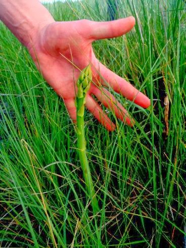 Hunger and Thirst: Identifying Year-Old Wild Asparagus Plants - Your Key to Hitting the Asparagus Jackpot Asparagus Bites, Asparagus Plants, Wild Asparagus, Edible Weeds, Asparagus Plant, Edible Wild Plants, Foraged Food, Outdoor Eating, Food Forest