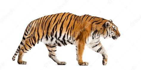 Aesthetic Tiger Wallpaper, Wallpaper Aesthetic Tiger, Tiger Wallpaper Aesthetic, Cute Tiger Wallpaper, Reference Side Profile, Tiger Wallpaper Hd, Giant Realistic Flying Tiger, Tiger Reference, Tiger Aesthetic