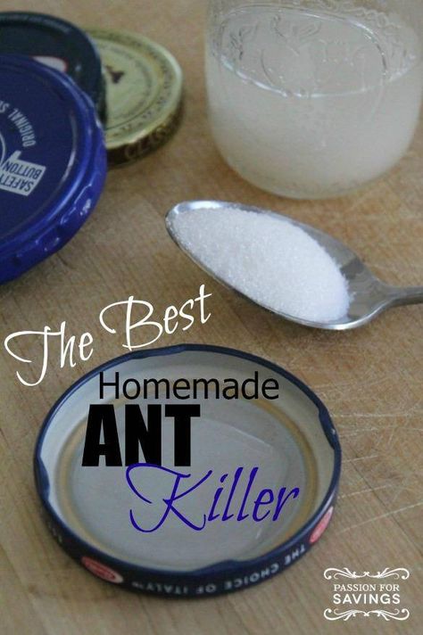 Ant Killer Recipe, Homemade Ant Killer, Sugar Ants, Ant Spray, Ant Repellent, Kill Ants, Rid Of Ants, Diy Pest Control, Get Rid Of Ants