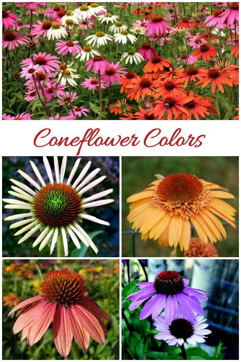 Coneflowers come in many different colors even though the common name for echinacea is "purple coneflower." Growing Echinacea, Tile Garden, Garden Flowers Perennials, Backyard Flowers, Beautiful Flowers Garden, Garden Photography, Garden Path, Garden Edging, Garden Bar