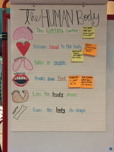 Human body Anchor chart Human Body Anchor Chart, Human Body Crafts, Human Body Lesson, Human Body Worksheets, Human Body Projects, Human Body Science, Body Preschool, Human Body Activities, Human Body Unit