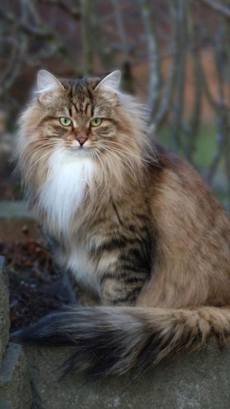 Animals In Clothes, Siberian Forest Cat, Cat Exercise, Image Chat, Siberian Cat, Gorgeous Cats, Forest Cat, Cat Breed, Norwegian Forest Cat