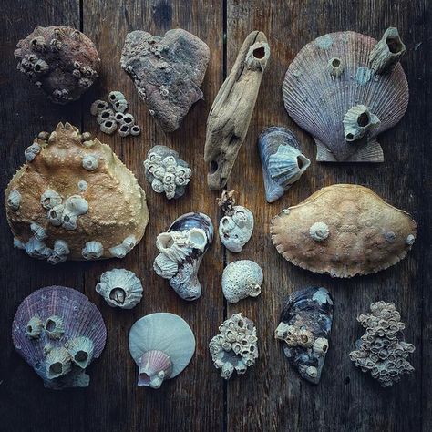 Pnw Beach, Lighthouse Keeper, Sea Witch, Beach Combing, Natural History, Sea Creatures, Sea Shells, Art Inspo, Mood Board