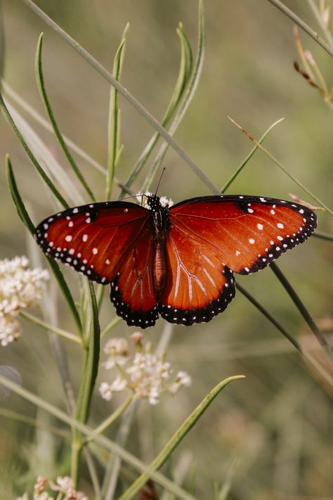 #nature #naturephoto #getoutdoors #canon #wildlife #wildlifephotography #wildlifewednesday #wildlifebiologist #photography #mountains #getoutside #insect #bugs #aesthetic #butterfly #bee #pollinators #bugs #sunshine #beautiful #dragonfly #macrophotography #flowers #flower Bugs Aesthetic, Butterfly In Nature, Macrophotography Flowers, Bug Photography, Idea Generation, Plant Insects, Photography Mountains, Aesthetic Butterfly, Beautiful Dragonfly