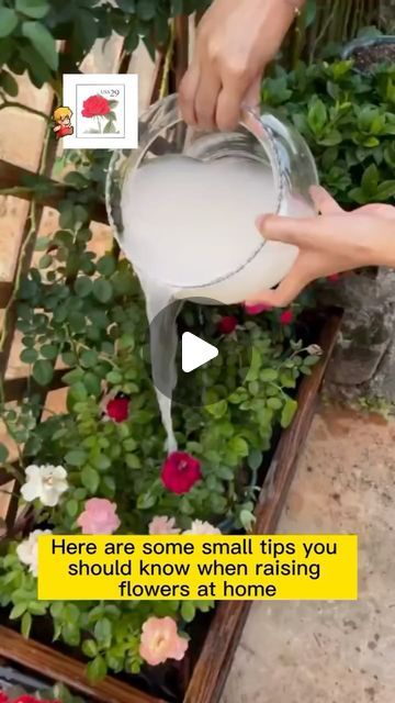 Seed to Flower on Instagram: "Homemade fertilizer‍♀️ - Raising flowers can be easy with these tips
-
👉 Know someone who might be interested in this? Tag them or share this with them! Let’s get everyone in on the green action!
-
Drop a ❤️ if you want more videos like this!
#gardening #garden #gardeningtips #gardenlife #gardeninspiration #gardenideas #gardenlove #gardendesign #gardenersofinstagram #gardenersworld #gardenphotography #gardenlovers #gardenart #gardenbeauty #gardenplants #gardenviews #gardenersparadise #gardeningcommunity #gardenaddict" Home Made Fertilizer, Homemade Fertilizer, Indoor Vegetable Gardening, Natural Fertilizer, Ideas Backyard, Healthy Garden, Organic Gardening Tips, Garden Photography, Budget Backyard