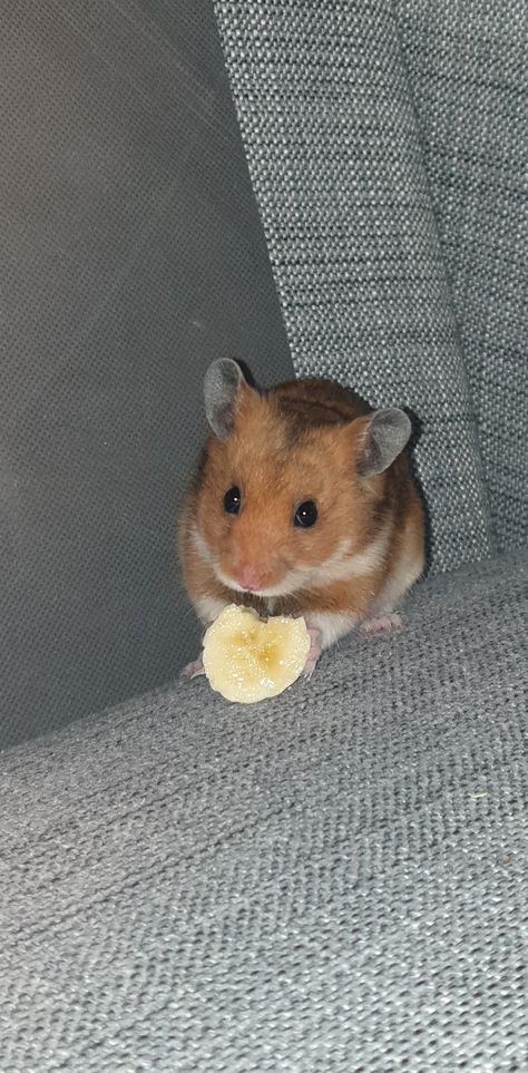 Hamster
Banana
Hamster eating Hamster Eating, Animals