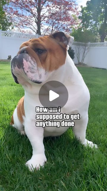 Jet The English Bulldog ✈️🐾 on Instagram: "Distraction!!!! 😍 #good #boy #sweet #handsome #petstagram #dogstagram #animals #kiss #funny" English Bulldog Funny, Kiss Funny, Cute Bulldog Puppies, Bulldog Funny, Cute Bulldogs, Good Boy, Bulldog Puppies, Funny Video, English Bulldog