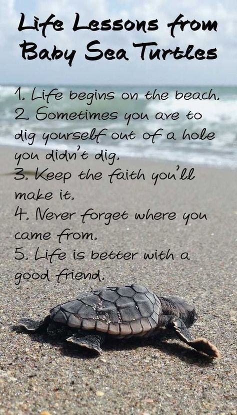 Life Lessons from Baby Sea Turtles Turtle Quotes, Baby Sea Turtles, Baby Sea Turtle, Turtle Love, Baby Turtles, Beach Quotes, Sea Turtles, Modern Diy, Ocean Life