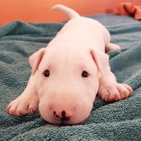 Mundo Bull Terrier Oficial on Instagram: “¿Quieres jugar? 😍🤩❤️🐶 Créditos a quien corresponda  #bullterrierlover #puppies #bullterrierlove #bullterrierlovers #bullterrierinstagram…” Lovers Tattoo, Mini Bull Terriers, Tattoo Animal, English Bull Terrier, Bull Terrier Puppy, English Bull Terriers, Best Dog Breeds, Bull Terriers, Bull Terrier Dog