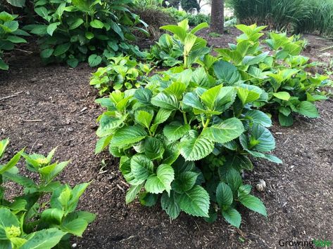 Planting and Transplanting Hydrangeas: When and How - GrowingVale Transplanting Hydrangeas, Hydrangea Potted, Big Leaf Hydrangea, Hydrangea Shrub, Panicle Hydrangea, Oakleaf Hydrangea, Hydrangea Paniculata, Green Giant, Planting Hydrangeas