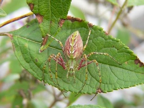 Spider Dance, Pink Spider, Cool Green, Spider Woman, Arachnids, Creature Concept Art, Spiderman Art, Creature Concept, Weird Animals