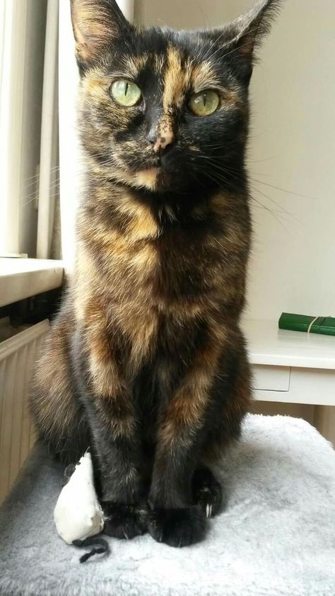 Stitch Videos, Tortoiseshell Cats, Memes Funny Hilarious, Cat Memes Funny, Tortoiseshell Cat, Most Beautiful Cat, Beginners Crochet, Cat Spray, Tortoise Shell Cat