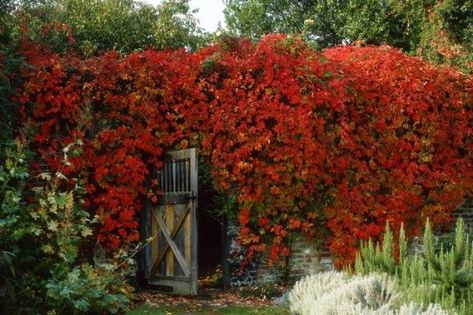 Parthenocissus quinquefolia Climbers For Shade, Parthenocissus Quinquefolia, Climber Plants, Shady Garden, Garden Bed Layout, Outdoor Scenery, South Facing Garden, Virginia Creeper, Garden Vines