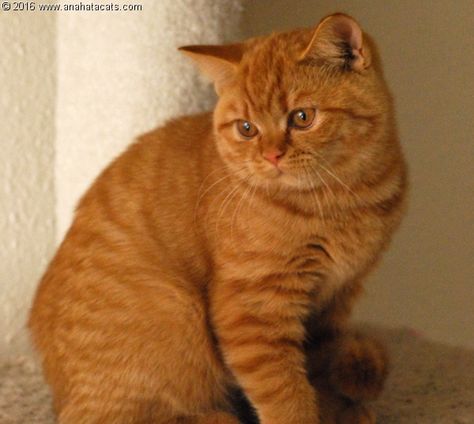 Anahata - British Shorthair Cats Cattery British Shorthair Cats Orange, Ginger British Shorthair, Orange British Shorthair, British Fold, Brighton Townhouse, Cat Orange, Hogwarts Dr, Rare Colors, Tabby Cats