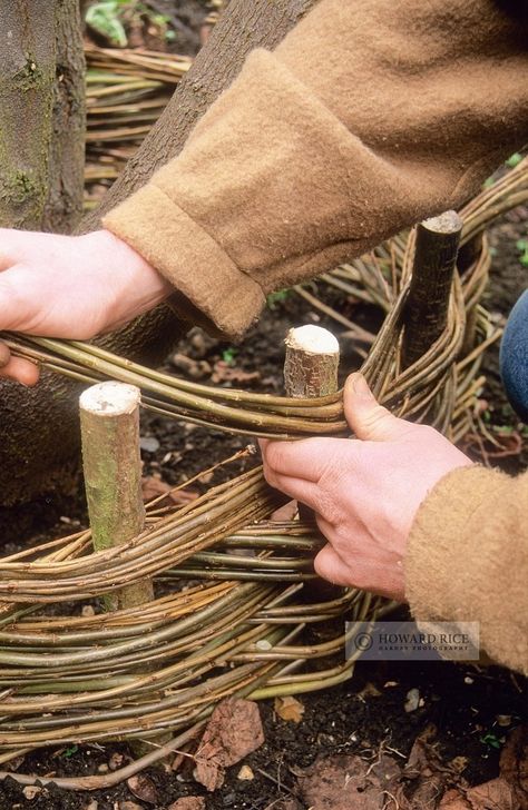 Weaving Willow, Fencing Ideas, Garden Vines, Bent Wood, Garden Photography, Garden Edging, Garden Borders, Rustic Garden Decor, Garden Fencing