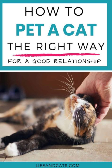 "Unlock the Secrets to Feline Affection! 🐾 Discover the purr-fect guide on how to pet a cat the right way. From chin scratches to gentle strokes, our comprehensive tips ensure you'll create a paw-sitive bonding experience with your feline friend. Whether you're a seasoned cat lover or a curious newbie, this pin will have you mastering the art of cat cuddles in no time. Click to learn more and enhance your kitty cuddling skills today! 😻🐱 How To Pet A Cat, Too Close For Comfort, Feeling Scared, Cat Cuddle, Cat Care Tips, Curious Creatures, Paws And Claws, Cat Top, Cat Health