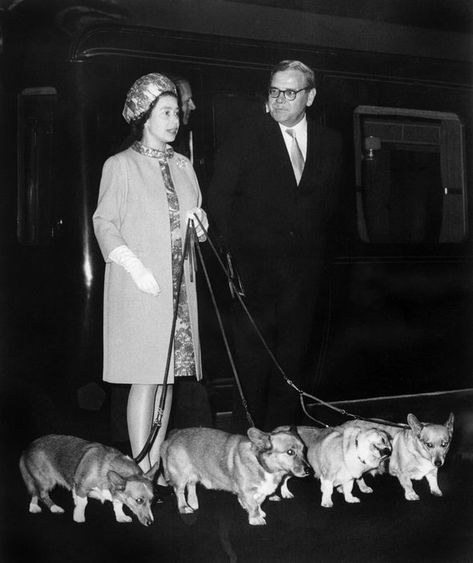 royal news queen elizabeth ii cherie blair corgis balmoral Queen Elizabeth Corgi, Pictures Of Queen Elizabeth, Corgi Breeds, Princesa Elizabeth, Rainha Elizabeth Ii, Queen E, Hm The Queen, Reine Elizabeth, Principe Harry