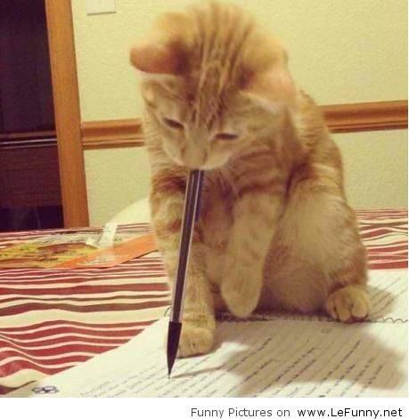 Image Chat, Orange Cats, Funny Cat Memes, Funny Cat Pictures, Funny Cat Videos, Silly Cats, Cats Meow, Funny Animal Pictures, Crazy Cat Lady