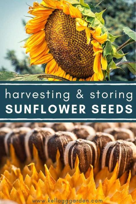 How To Dry Out Sunflowers For Seeds, How To Save Sunflower Seeds, When To Harvest Sunflowers, How To Dry Sunflower Seeds, Diy Sunflower Seeds, How To Harvest Sunflower Seeds To Plant, How To Save Sunflower Seeds For Planting, How To Dry Sunflowers For Seeds, Sunflower Seeds From The Flower