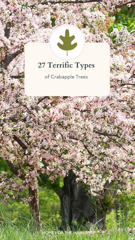 Robinson Crabapple Tree, Gladiator Crabapple Tree, Indian Magic Crabapple Tree, Crabapple Trees Landscaping, Spring Snow Crabapple Tree, Crab Apple Tree Landscape, Sargent Crabapple Tree, Weeping Crabapple Tree, Lollipop Crabapple Tree