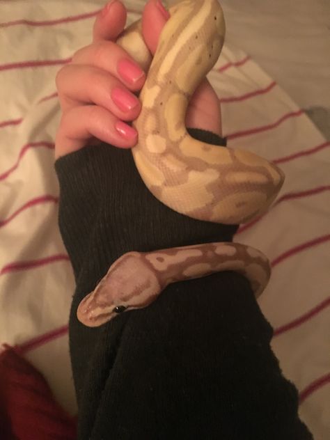 Pastel Banana Ball Python, Banana Pastel Ball Python, Pet Snake Aesthetic, Ball Python Aesthetic, Ball Python Cute, Banana Python, Cute Ball Python, Snake Ball Python, Snakes Pet