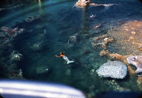 Mermaids in the submarine lagoon at Disneyland. It's a shame, but there are reports the lagoon will be removed in late 2014 or 15. Art Vampire, The Wombats, Dengeki Daisy, Finding Neverland, Julie Christie, Dustin Hoffman, Mermaid Lagoon, Real Mermaids, Mermaid Disney