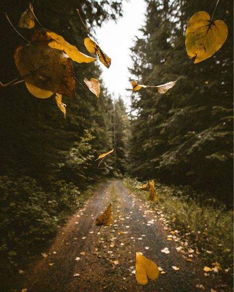 Outfit Photography, Earth Pictures, Destination Voyage, Ideas Photography, Windy Day, Autumn Season, Autumn Cozy, Autumn Aesthetic, Autumn Photography