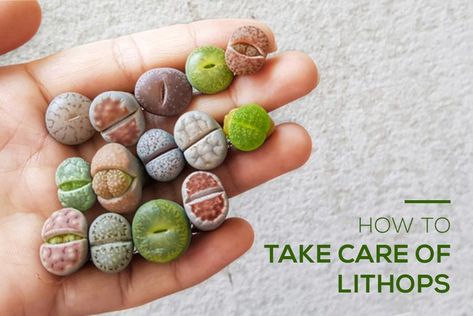 How to take care of Lithops Living Stones Plant | Succulents Box Lithops Care, Mother Of Thousands Plant, Living Stone Plant, Lithops Succulents, Indoor Succulents, Christmas Cactus Plant, Stone Plant, Propagating Succulents, Types Of Succulents