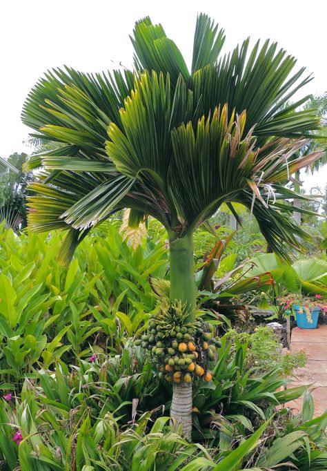 Areca catechu dwarf in Hawaii Cycas Palm, Areca Catechu, King Palm Tree Landscape, Travelers Palm Landscape, European Fan Palm, Tropical Backyard Landscaping, Balinese Garden, Palm Garden, Backyard Beach