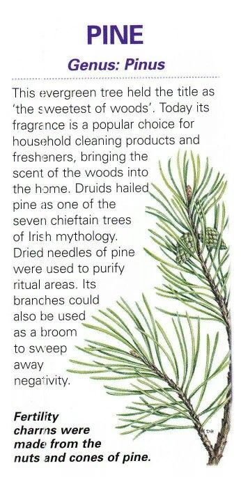 Pine Caste Heaven, Pinus Sylvestris, Magickal Herbs, Magic Herbs, Sacred Tree, Magical Herbs, Celtic Tree, Herbal Magic, Healing Herbs