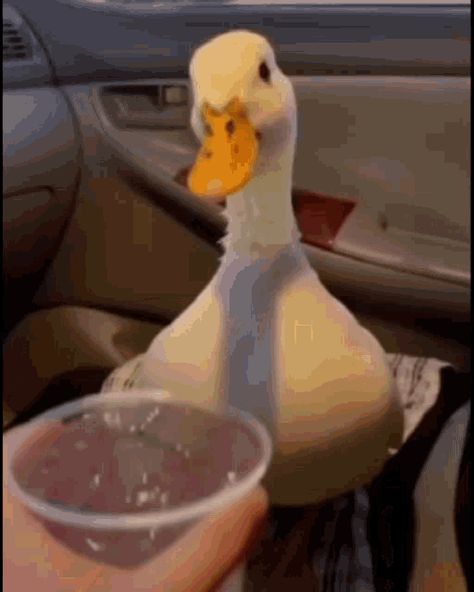 Duck Water GIF - Duck Water Drinking - Discover & Share GIFs Duck Drinking Water, Water Gif, Silly Animals, Drinking Water, Animated Gif, Cool Gifs, Keyboard, Cute Animals, Gif