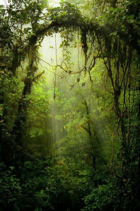 Trees & Vines Fairy Background, Ferns Garden, Monteverde, In The Jungle, Green Forest, Deep Forest, Captain Hook, Tree Forest, Magical Forest