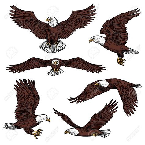 Bald Eagle Drawing, Eagle Drawing Easy, Bald Eagle Painting, Predatory Birds, Bald Eagle Photography, Bald Eagle Pictures, Eagle Sketch, Bald Eagle Tattoos, Eagle Craft