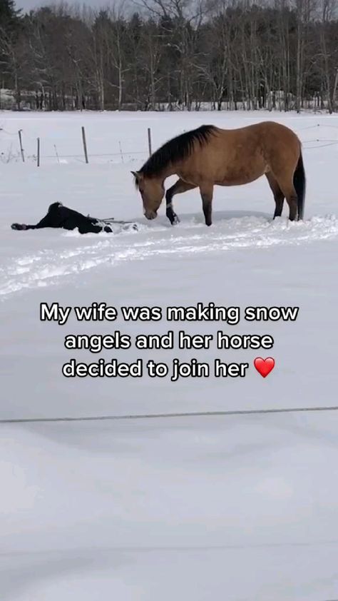 Mckinley Core, Making Snow Angels, Making Snow, Horse Jokes, Funny Horses, Cute Animals Images, Snow Angels, Funny Animal Jokes, Cute Horses