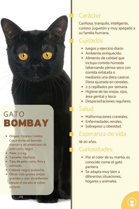 Descubre el origen y las características del gato bombay en este artículo. #SoyUnGato #Gatos #RazasdeGatos Cute Animals, Animals, Quick Saves