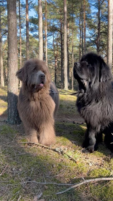 Pictures Of Cute Dogs, Newfoundland Dog Puppy, Dog Name Ideas, Pretty Dog Collars, Big Fluffy Dogs, Beautiful Dog Breeds, Big Dog Breeds, Puppies Cute, Huge Dogs