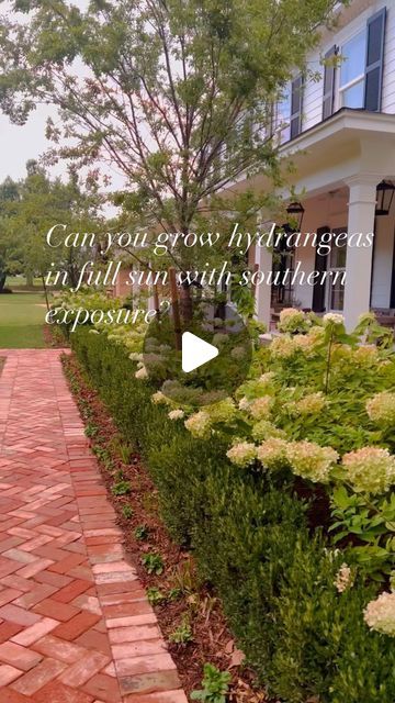 Emily Riter on Instagram: "We’ve had some questions asking how we grow hydrangeas in this southern heat & what type to grow. Hope this helps 💙. Comment with any questions   #gardening #hydrangeas #landscaping #gardeningtips #homeandgardenig #gardendesign #colonial #boxwood #hedges #hydrangealove #limelighthydrangea #paniclehydrangea #gardeninspiration" Hydrangea And Boxwood Landscaping, Hydrangeas Landscaping, Boxwood Hedges, Boxwood Landscaping, Panicle Hydrangea, Limelight Hydrangea, Growing Hydrangeas, Some Questions, What Type