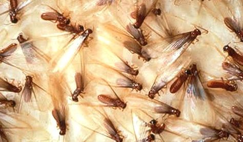 I have never been a huge fan of bugs. They have always kind of grossed me out. That is why I really want to find a pest control company to help me out. Now is the time when I usually have the most bugs in my house.  Eliza Lawrence  |   http://www.bugnoutpc.com/termites/1211534 Flying Termites, Drywood Termites, Termite Prevention, Wood Termites, Termite Control, Bees And Wasps, Pest Management, Insect Control, Pest Control Services