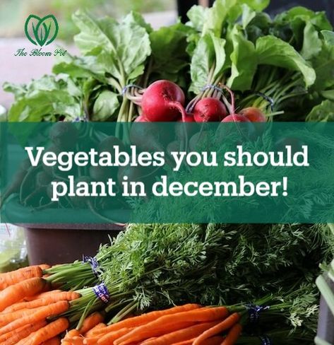 A list of all the vegetables you can grow during December. December Vegetables, Winter Vegetable Garden, Planting Veggies, Growing Winter Vegetables, Vegetables To Plant, Plant Vegetables, Winter Vegetables Gardening, California Winter, Winter Gardening